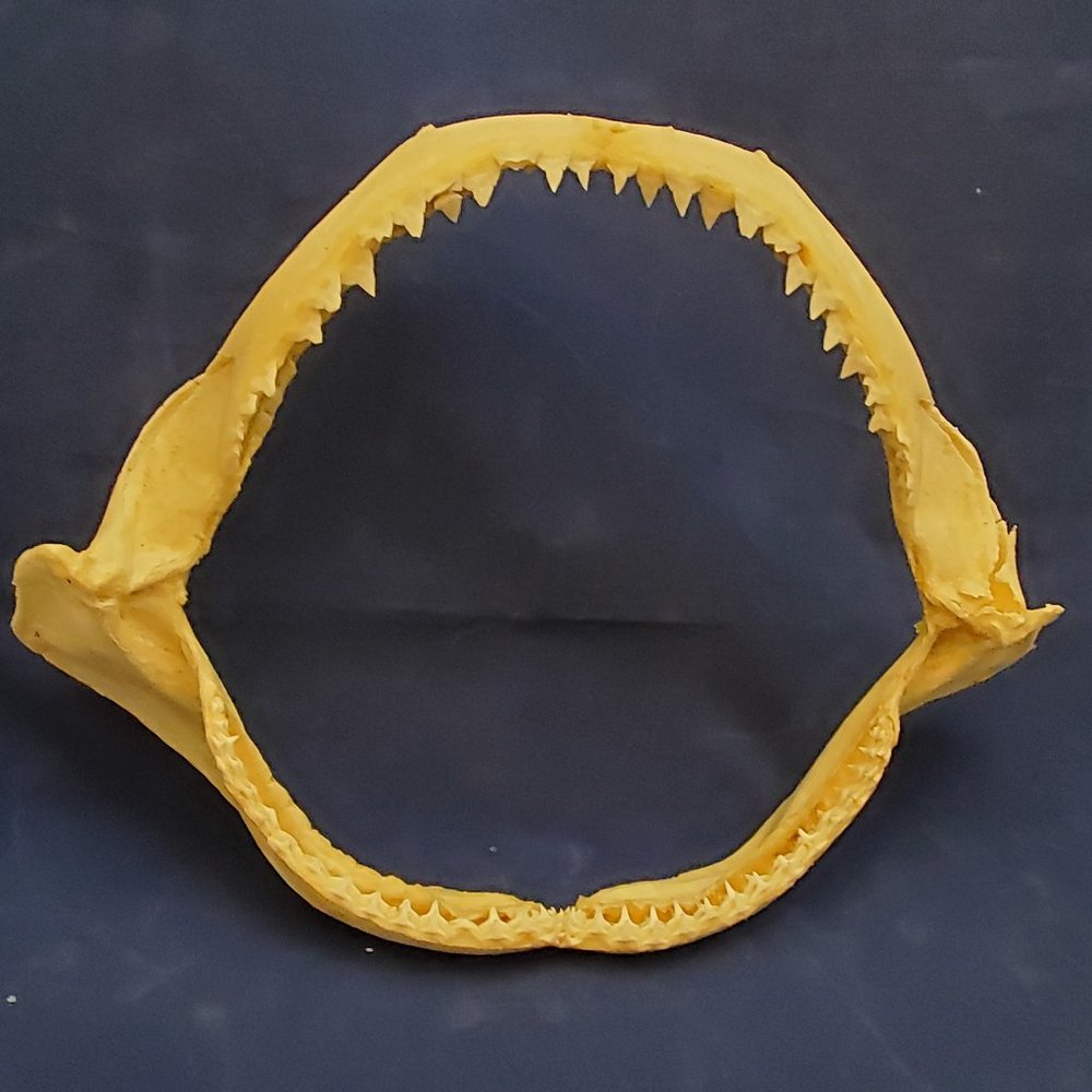 Full Set of Genuine Shark's Teeth